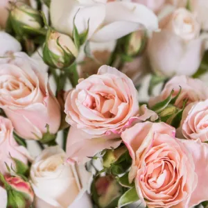 Bali Peach Spray Roses