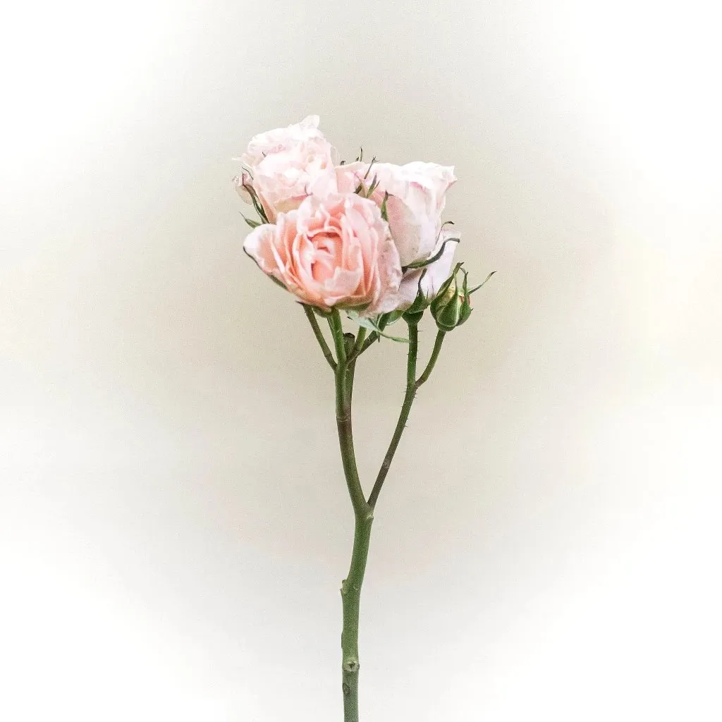 Bali Peach Spray Roses